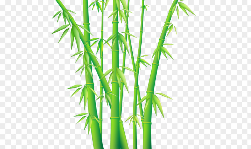 Bamboo Vector Graphics Clip Art Euclidean PNG