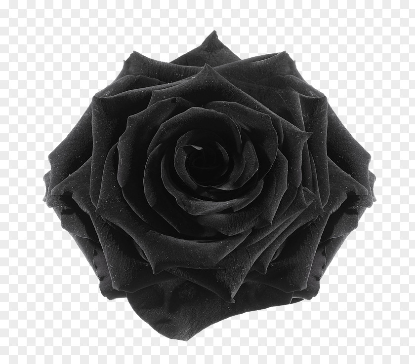 Flower Black Rose Cut Flowers Preservation PNG