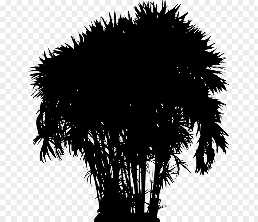 Asian Palmyra Palm Date Trees Silhouette Sky PNG