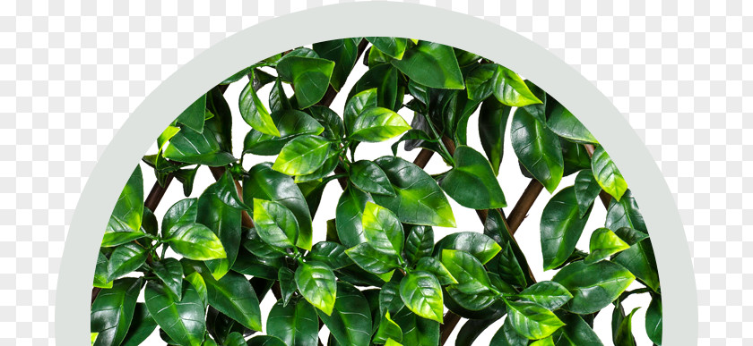 Fully Extendable To SuitFicus Hedge Garden Fence EasyHedging Instant Artificial Hedging Trellis, Screening Fencing, Transforms Unsightly Areas & Create Privacy In Minutes PNG