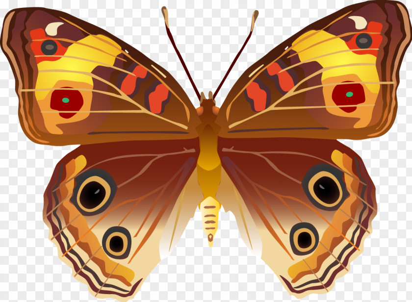 Butterfly Insect Invertebrate Bird Moth PNG