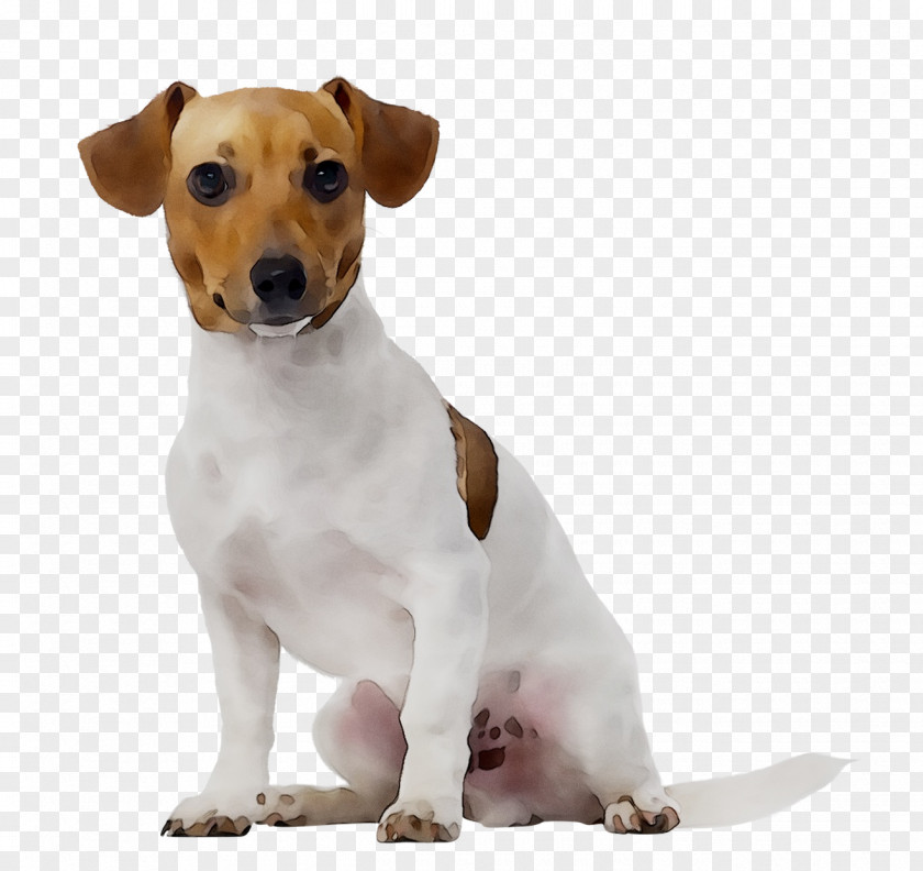 Jack Russell Terrier Pet Sitting Dog Walking Daycare PNG