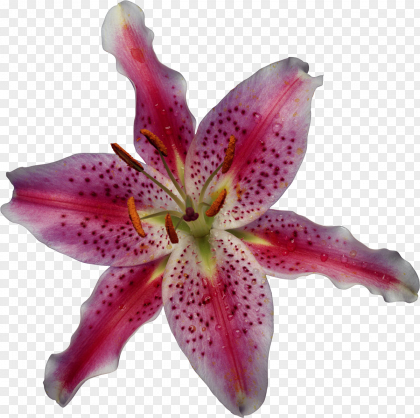 Lily Lilium Microsoft Office Excel 2007 On Demand (Adobe Reader) Flower PNG
