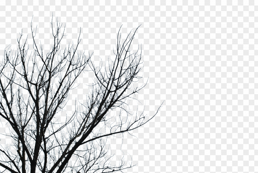 Branch Tree Desktop Wallpaper Clip Art PNG