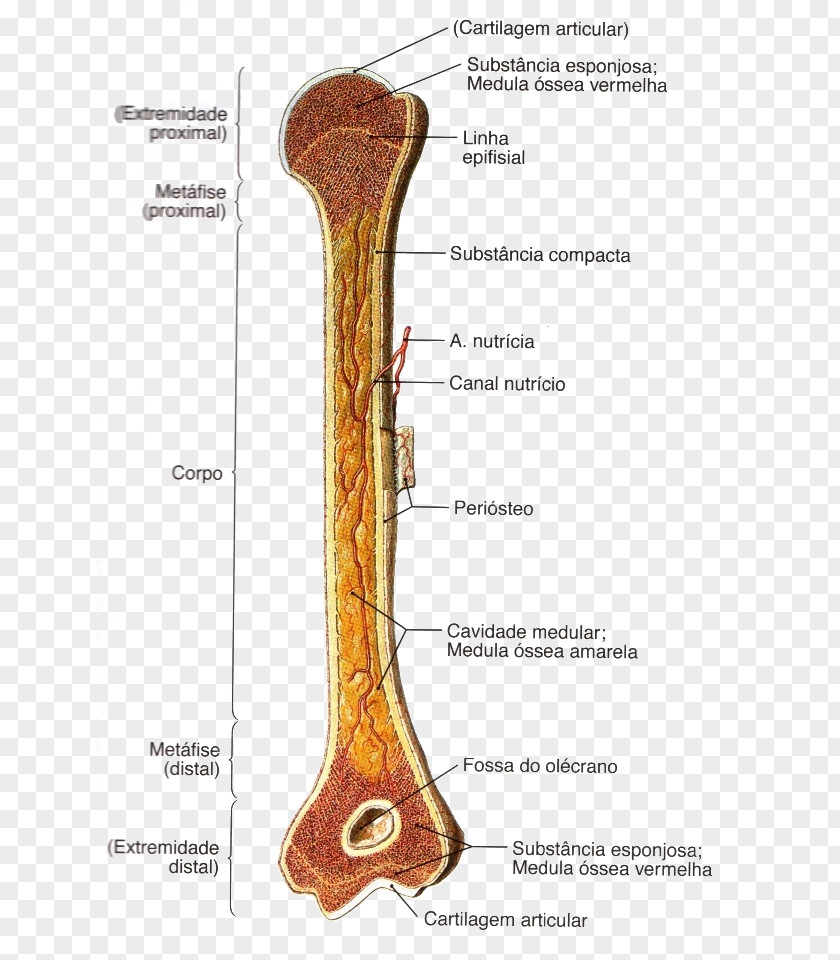 FIGURA HUMANA Long Bone Anatomy Osteology Diaphysis PNG