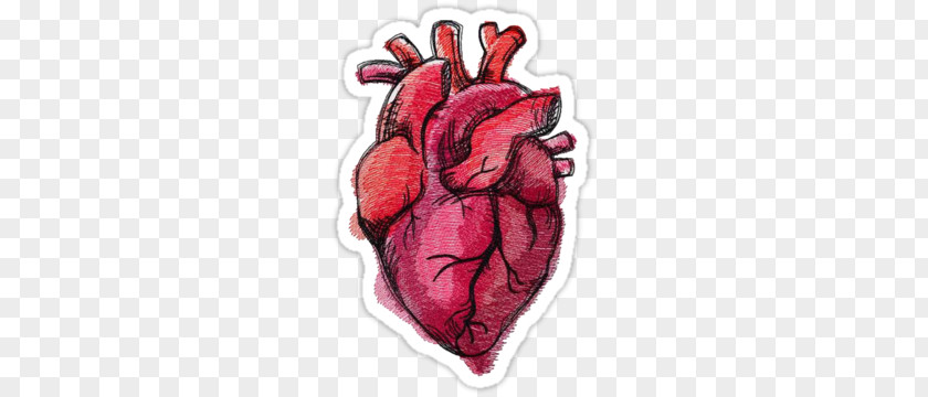 Heart Drawing Anatomy Painting PNG