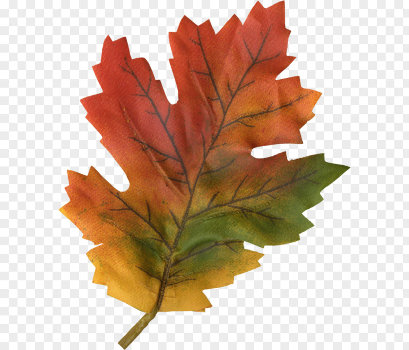 Yaprak Maple Leaf PNG