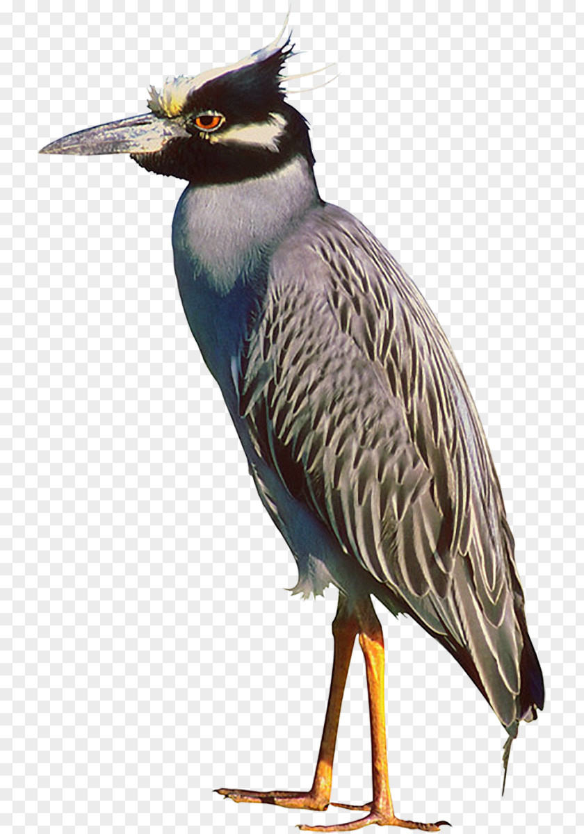Bird Crane Beak American Pekin Animal PNG