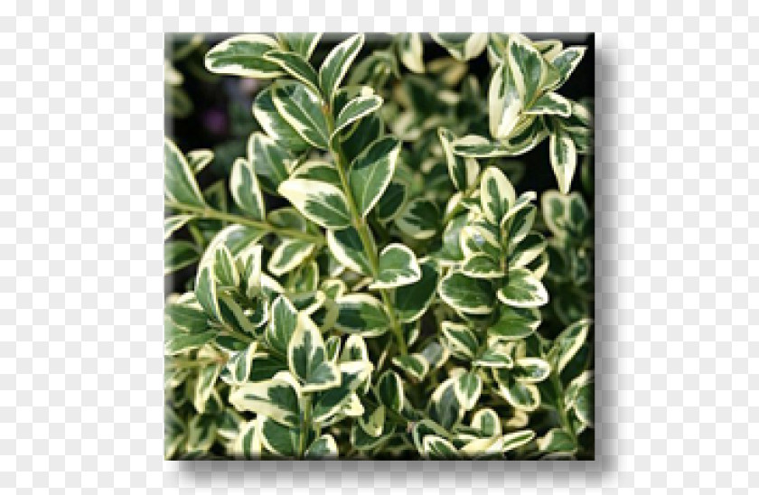 Boxwood Buxus Sempervirens Euonymus Japonicus Evergreen Shrub Cherry Laurel PNG