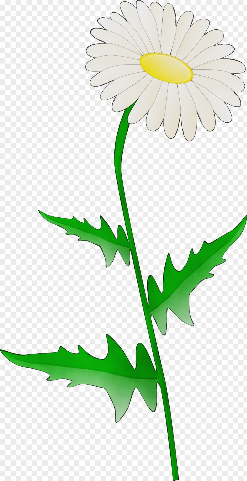 Floral Design PNG