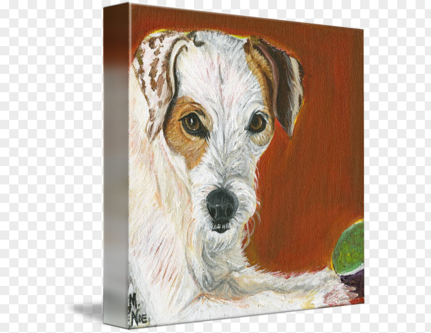 Jack Russell Wire Hair Fox Terrier Dog Breed Companion PNG