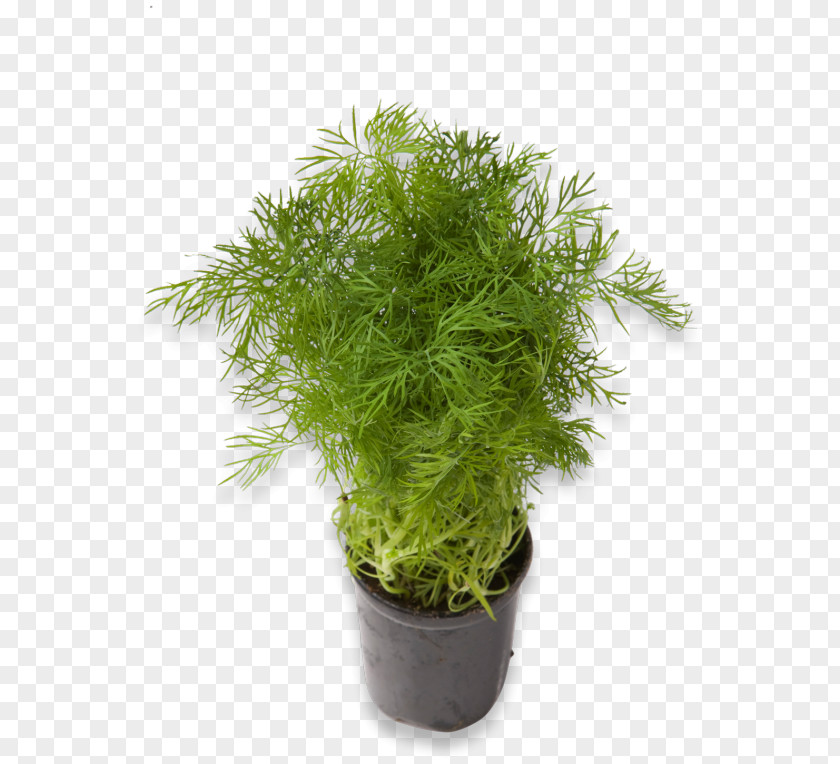 Kz Meny Herb Dill Fennel Plant PNG