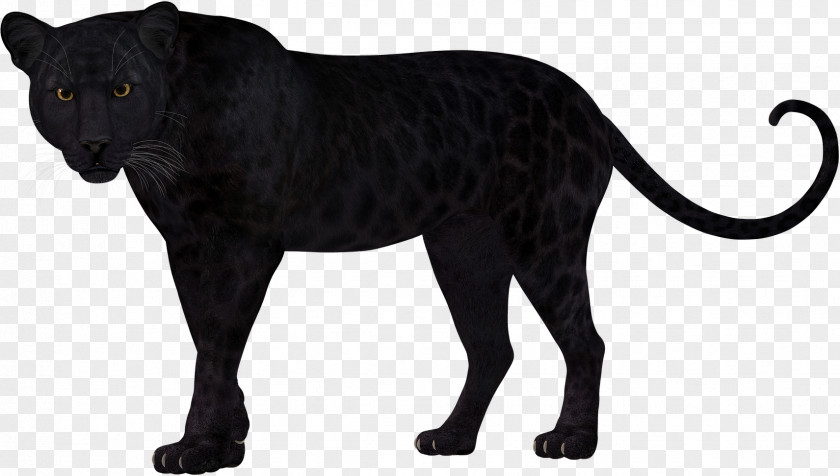 Leopard Panther Lion Felidae Cheetah PNG