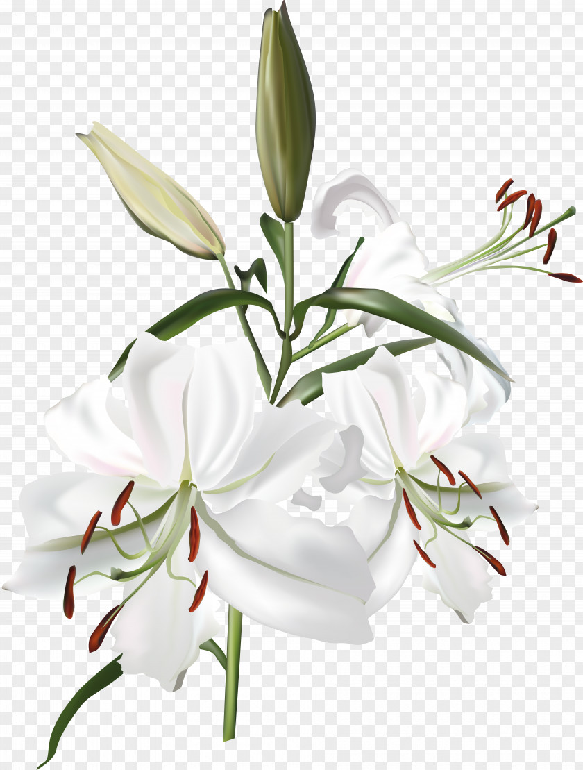 Lily Lilium White PNG