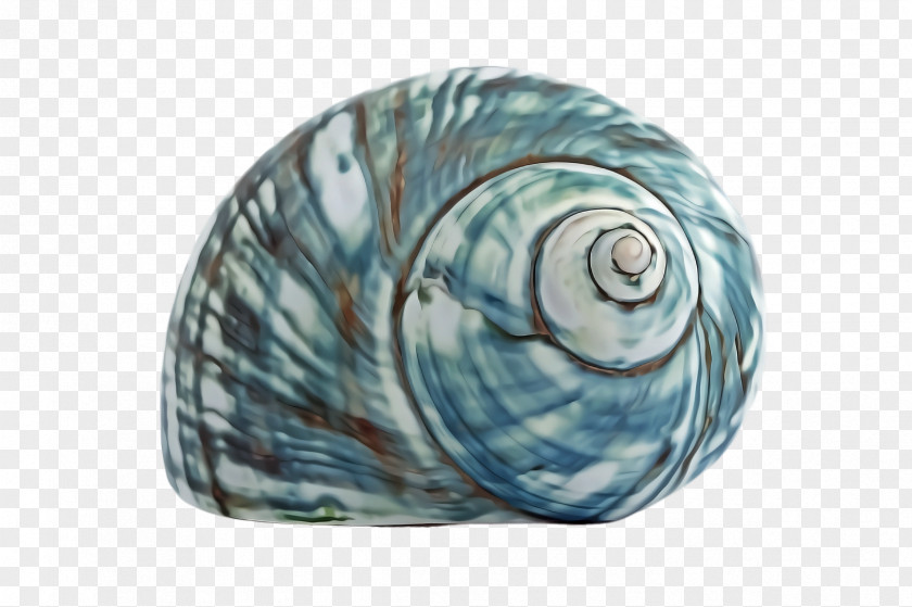 Sea Snail Spiral Blue Turquoise Aqua Shell PNG