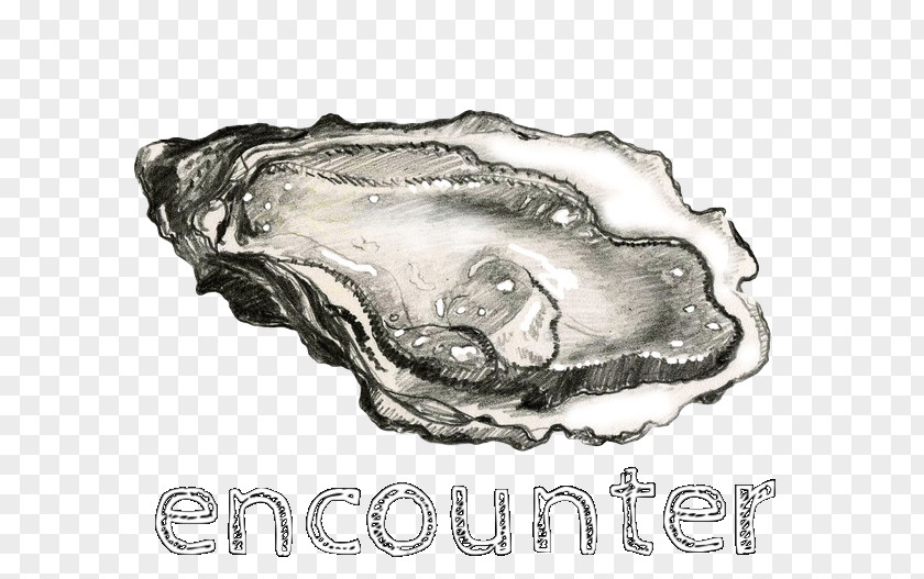 Seashell Oyster Bar Mussel Drawing Clam PNG