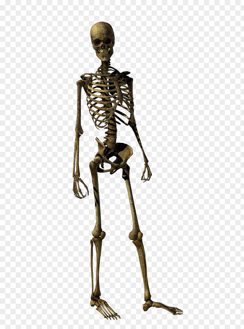 Skeleton Human Bone Skull PNG