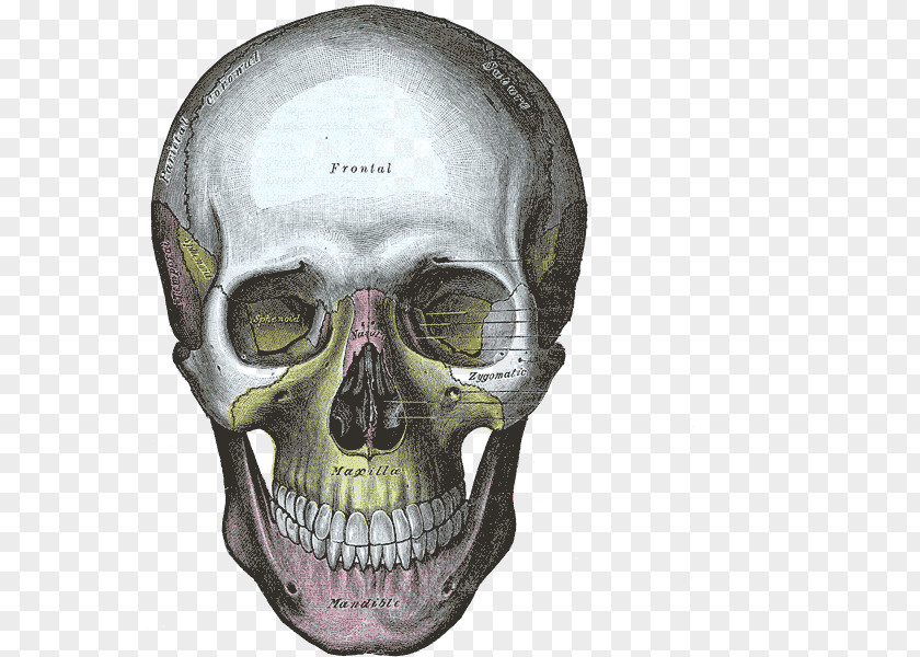 Skulls Gray's Anatomy Human Skull Bone PNG