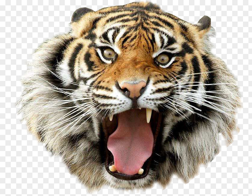 Tiger Bengal Clip Art PNG