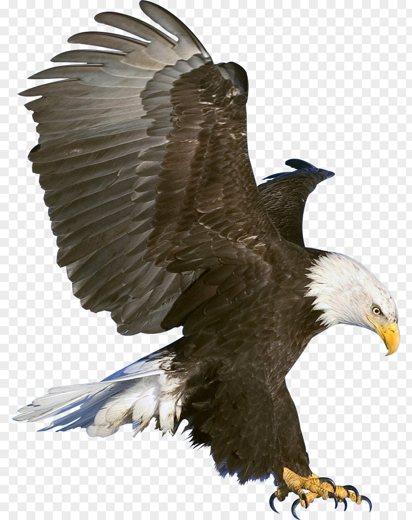 American Eagle Bald Black Clip Art PNG