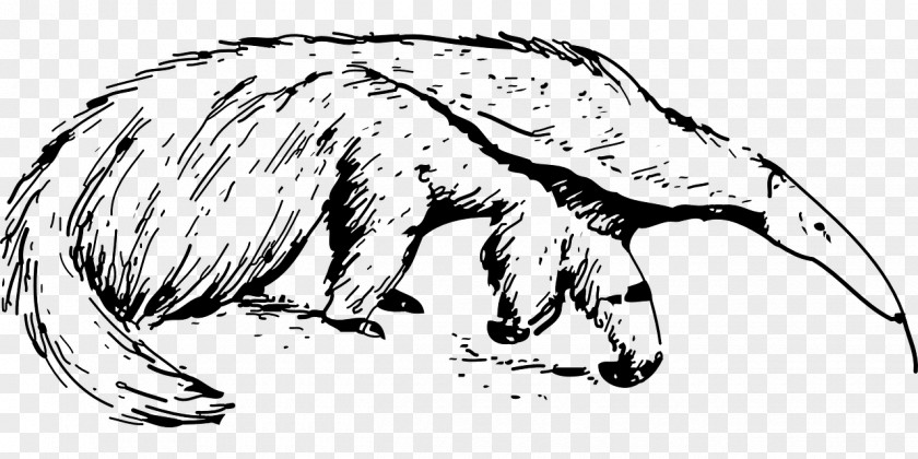Ant Giant Anteater Clip Art PNG