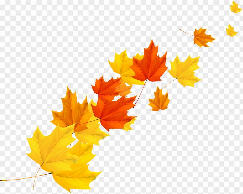 Autumn Maple Leaf Vector PNG
