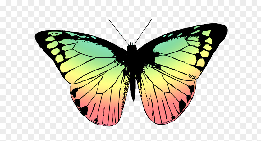 Color Wings Butterfly Drawing Clip Art PNG