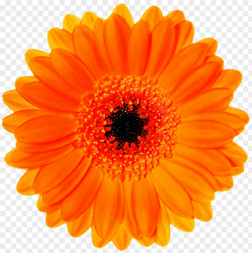 Flower Orange Stock Photography Blossom Clip Art PNG