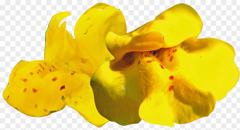 Yellow PNG