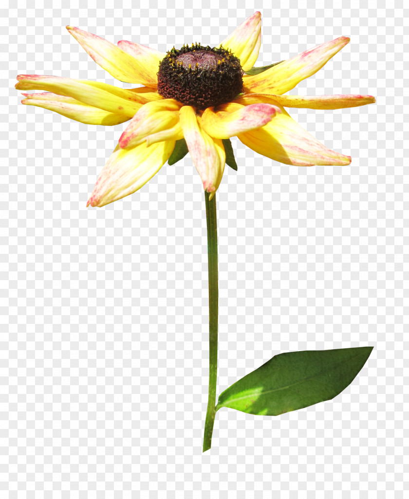 Ono Chrysanthemum Common Sunflower RAR Clip Art PNG