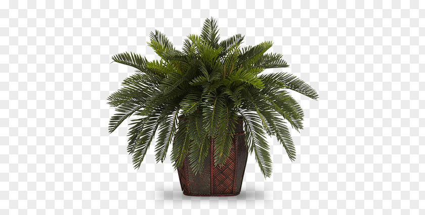 Plant Flowerpot Houseplant Areca Palm Albizia Julibrissin PNG