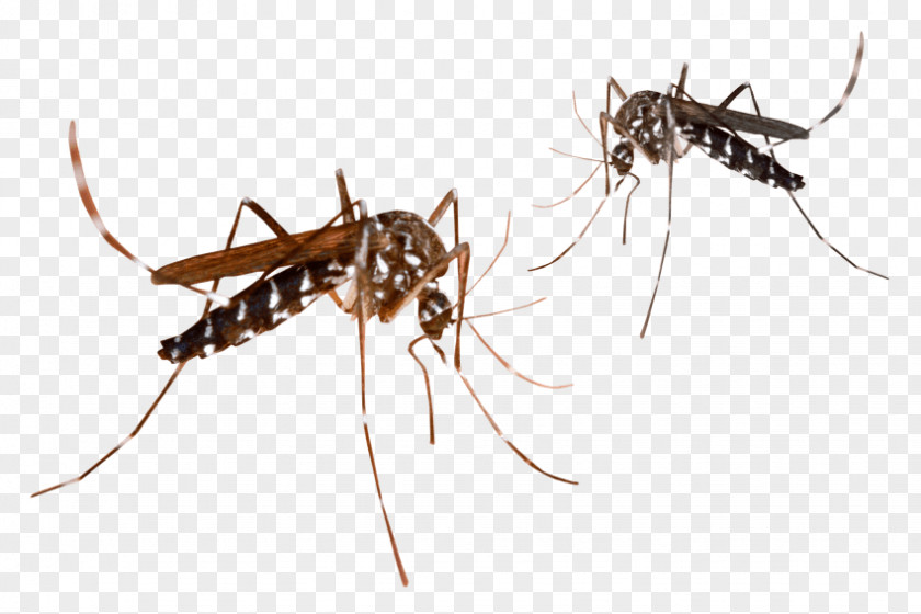 Barata Florida Woods Cockroach Malaria Clip Art Mosquito-borne Disease Image PNG