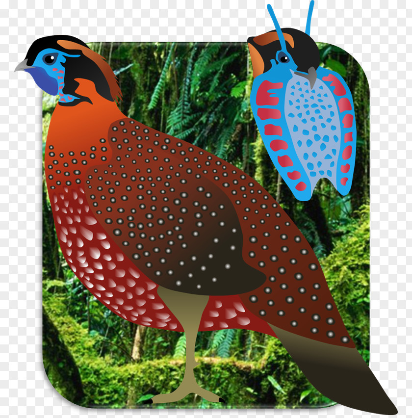 Bird Temminck's Tragopan Beak Art Jewellery PNG