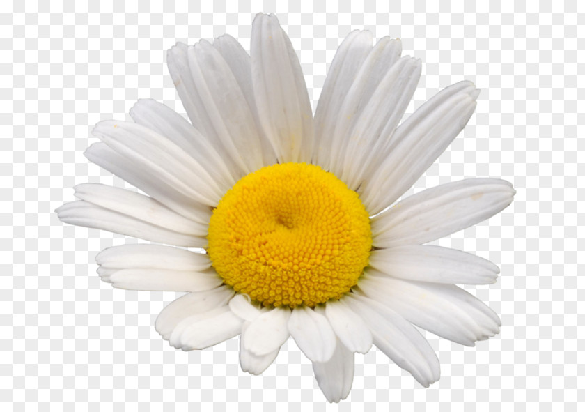 Chamomile Roman Oxeye Daisy Chrysanthemum Mayweed PNG