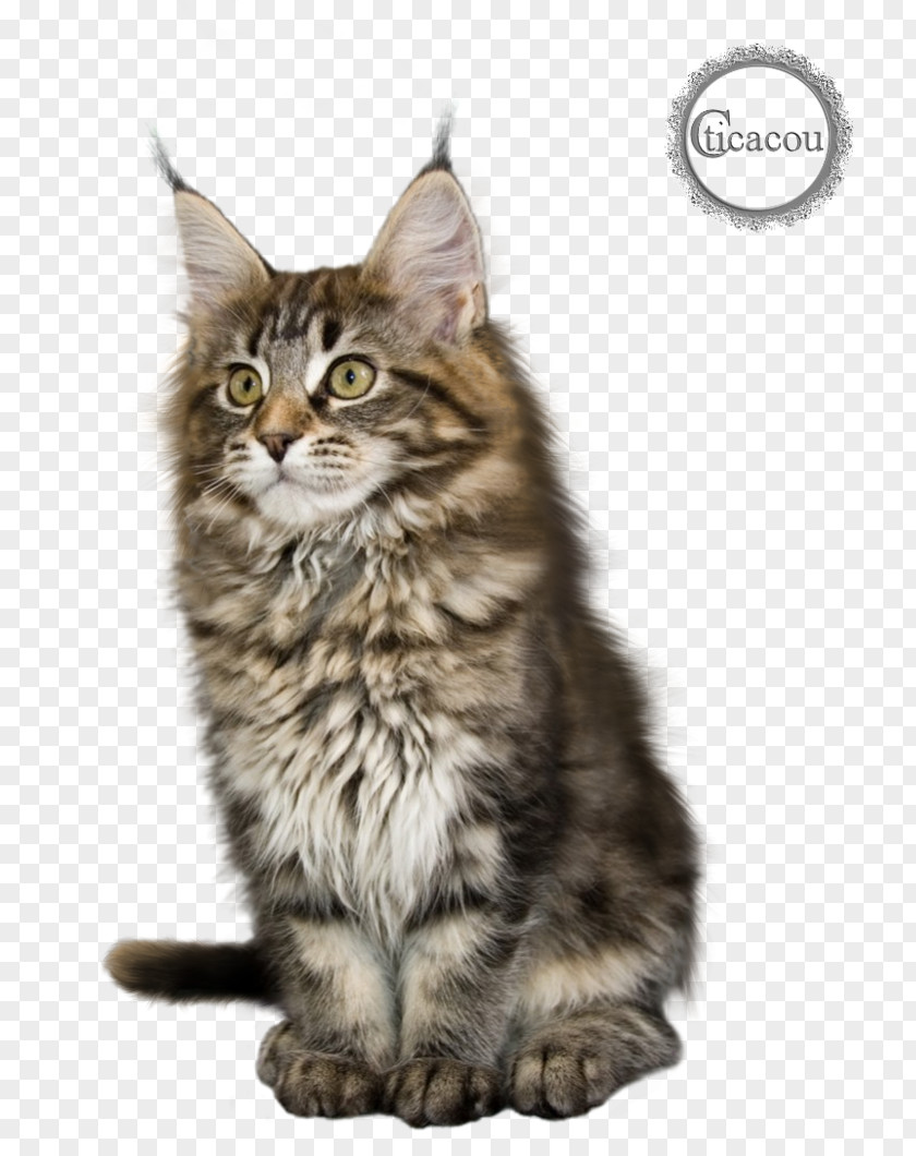 Chatting Maine Coon Kitten American Curl Ragdoll Raccoon PNG