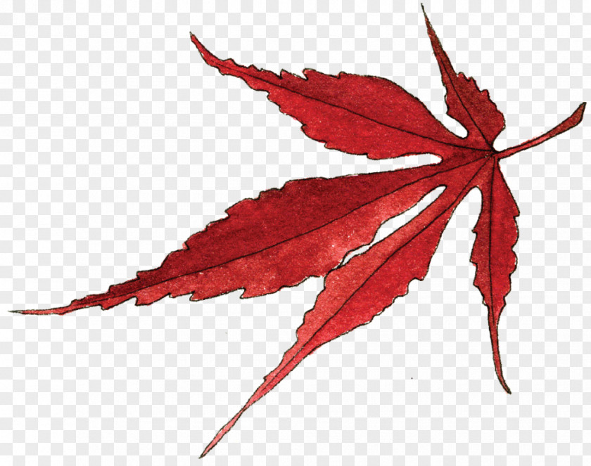 Leaf Maple Japanese Image PNG
