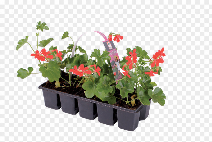 Musk Flower Ivy Geranium Houseplant Flowerpot Annual Plant PNG