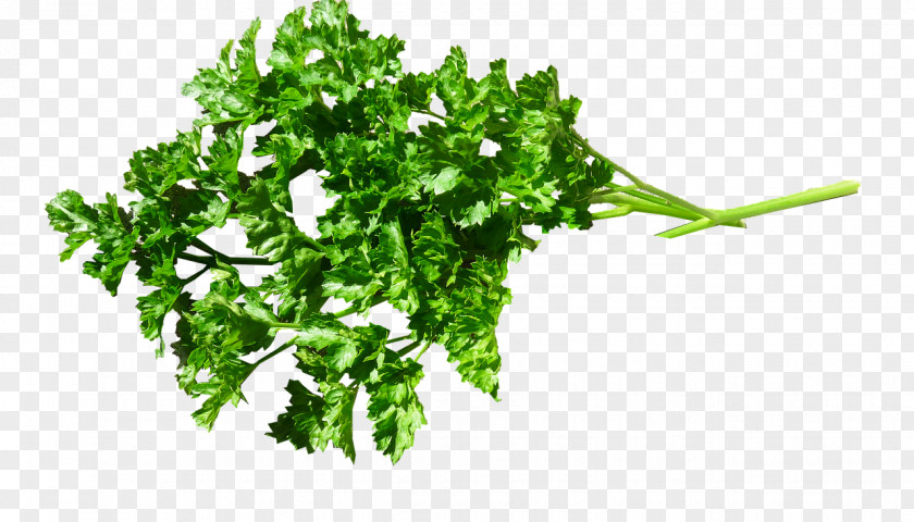 зелень Parsley Food Herb Health Drink PNG