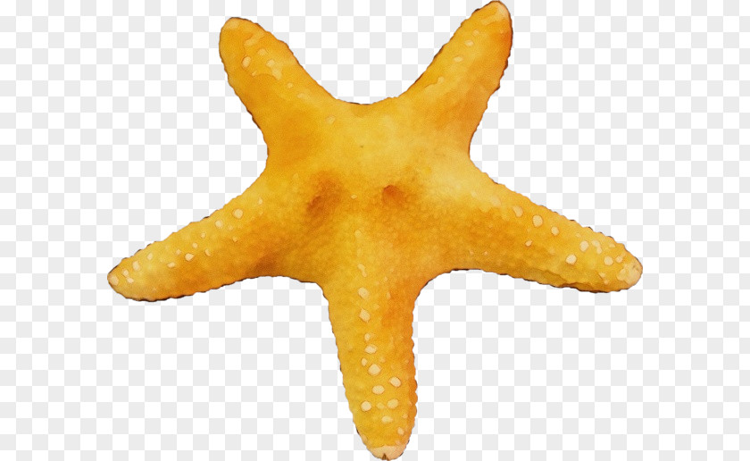 Star Marine Invertebrates Yellow PNG