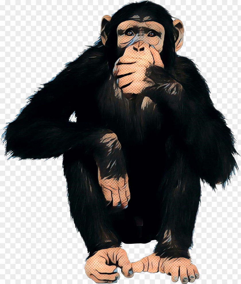 Chimpanzee Western Gorilla Human Behavior Blog PNG