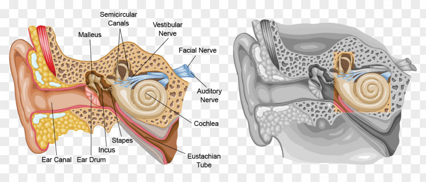 Ear Inner Eardrum Outer Human Body PNG