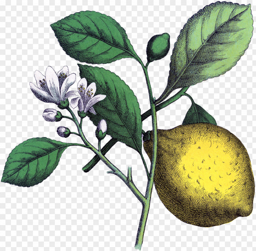 Lemon Drawing Botanical Illustration PNG