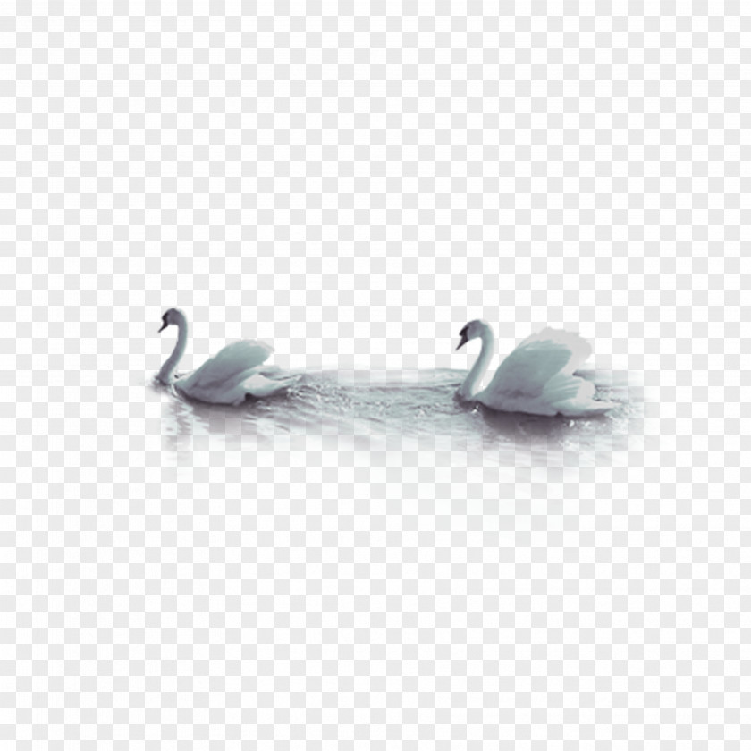 Swan Cygnini Goose Bird PNG