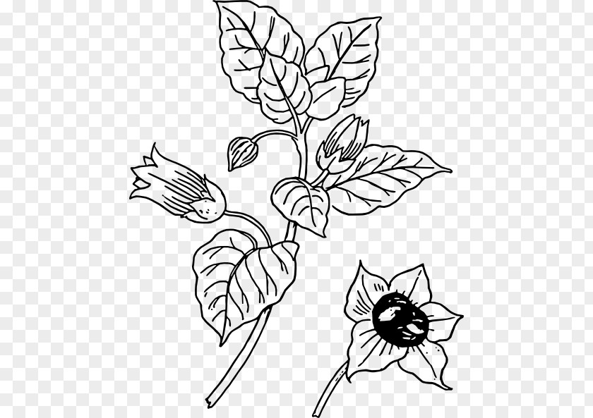 Cotton Plant Drawing Belladonna Download Clip Art PNG