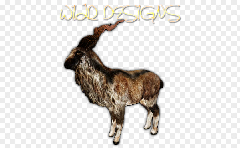 Reindeer Cattle Goat Horn Fauna PNG