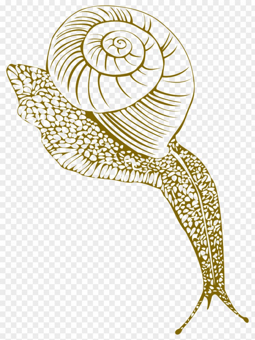 Snails Gastropods Snail Gastropod Shell Seashell PNG