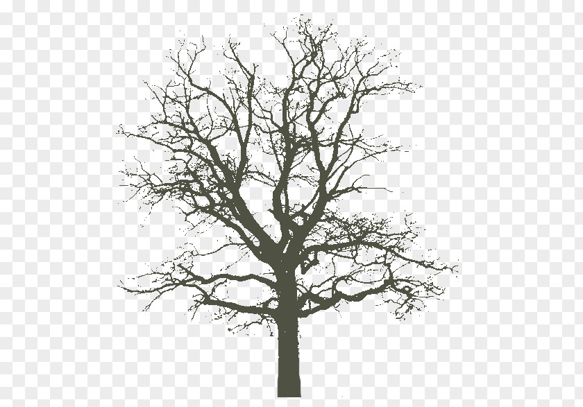 Tree [An Oak In Winter] 1840s Photography PNG