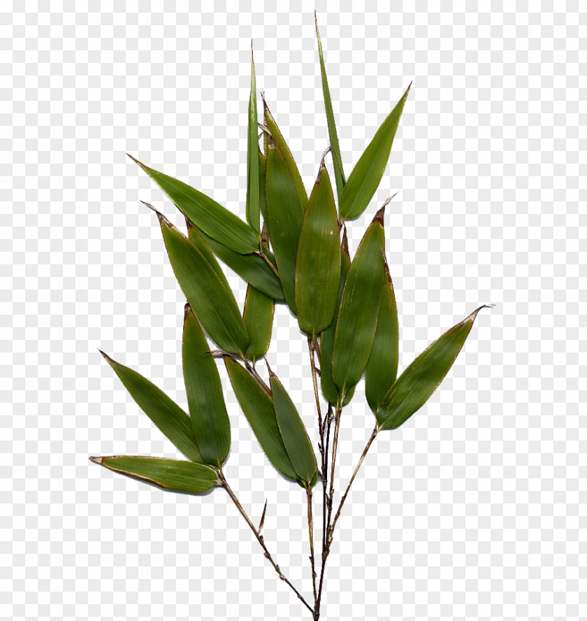 Bamboo Leaf Image Henon Phyllostachys Edulis Flower Culm PNG