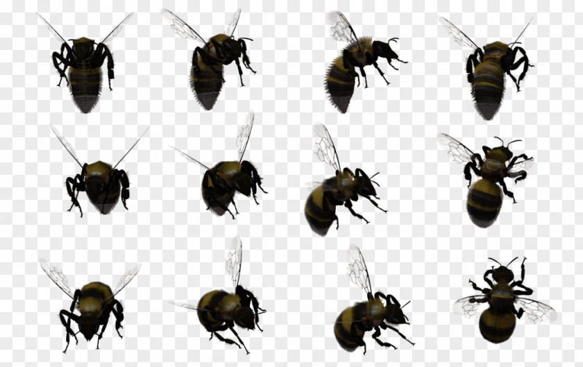 Bee Honey Hornet Bumblebee Swarming PNG