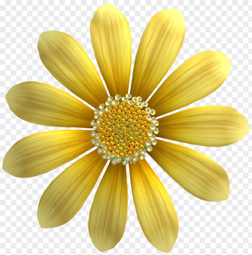 Chrysanthemum Yellow Sunflower Seed Gold Common PNG